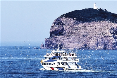 碧海蓝天群鸥舞