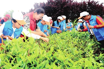 实践育人促成长 茶香研学踏青山