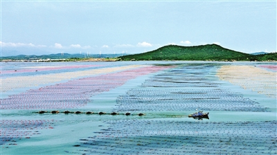 龙须菜收获忙