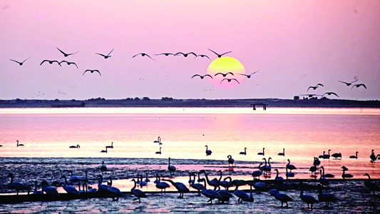 大天鹅进入迁徙季