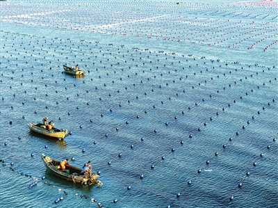 海带插秧忙