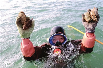 秋捕海参迎来丰收季