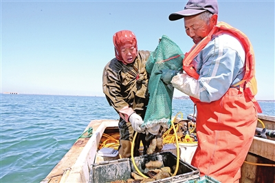 海参捕捞忙