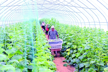 千亩果蔬基地迎首季丰收 高端黄瓜畅销全国