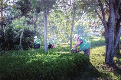 用汗水守护城市绿荫