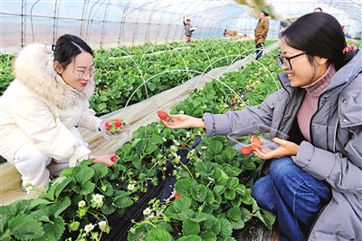 草莓“映红”致富路 冬日大棚甜意浓