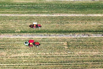 追肥“加营养” 麦田“孕”希望