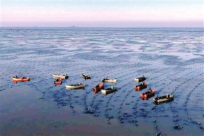 荣成裙带菜采收季开启