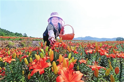 百合花开富农家