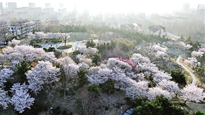 樱花落春笺 小城在园中