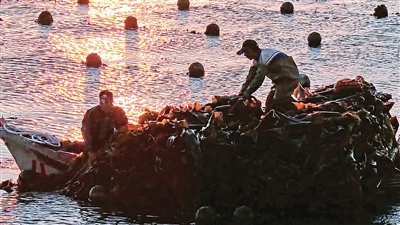 海带丰收 满载而归
