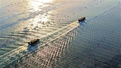 100余万笼鲍鱼“回家”