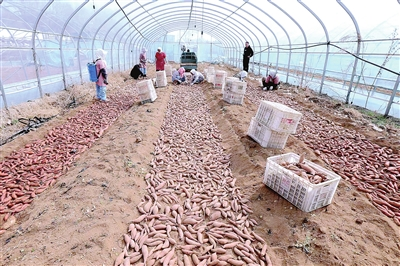 深耕“甜蜜”产业 抢抓农时育薯苗