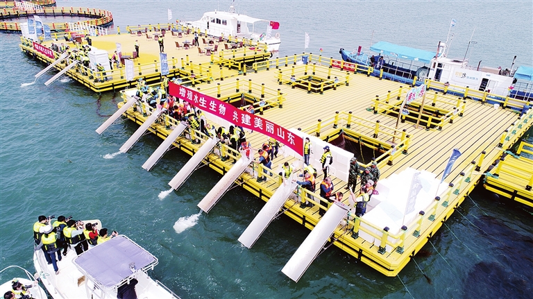 6月6日,我市举办了主题为修复渔业资源、保护蓝色海湾的增殖放流活动,共放流水生生物苗种611万单位。 近年来,我市积极开展增殖放流活动,养护海洋生态,推动渔业绿色发展。2017年,我市累计增殖放流中国对虾、海蜇、三疣梭子蟹、黑鲷、许氏平鮋、大叶藻种子、大叶藻植株苗种等20亿单位,全市名优品种育苗水体28万立方米,育苗量230亿单位,完成养殖产量达80.