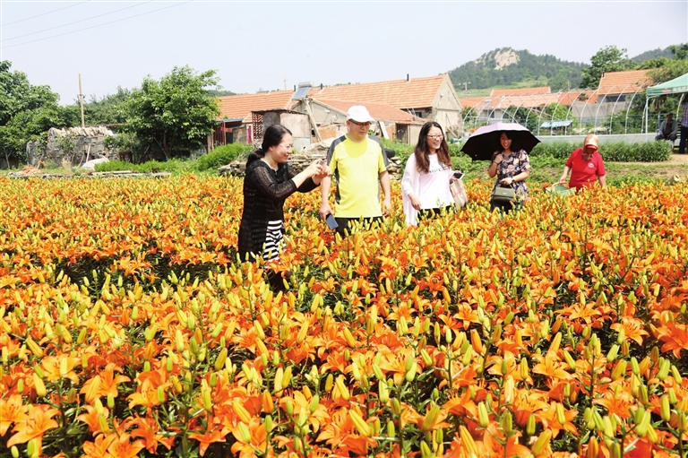 荣成市人民政府 时政要闻 百合香 日子甜