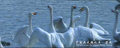 中国大天鹅之乡
